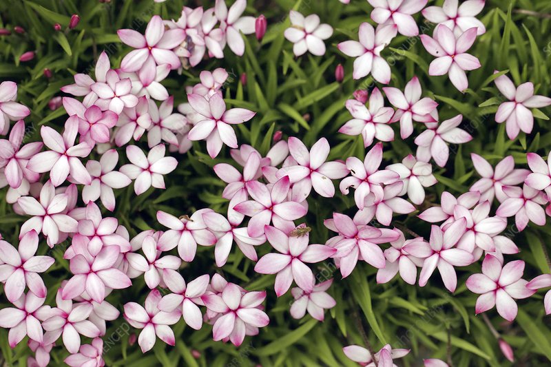 僅需一盆櫻茅，就能獲得‘野趣花園’的最正確打開方式！