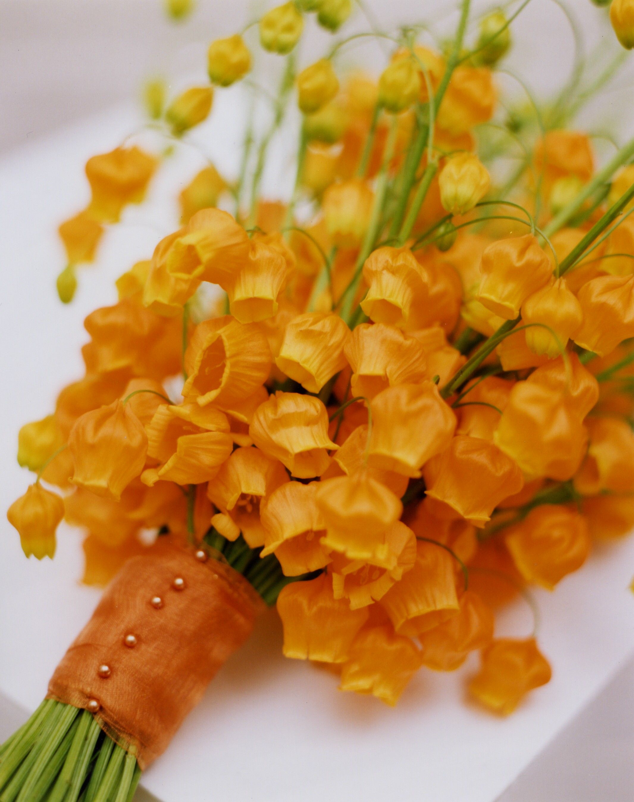 花開即出小燈籠的‘百合’，美得就像一幅畫！