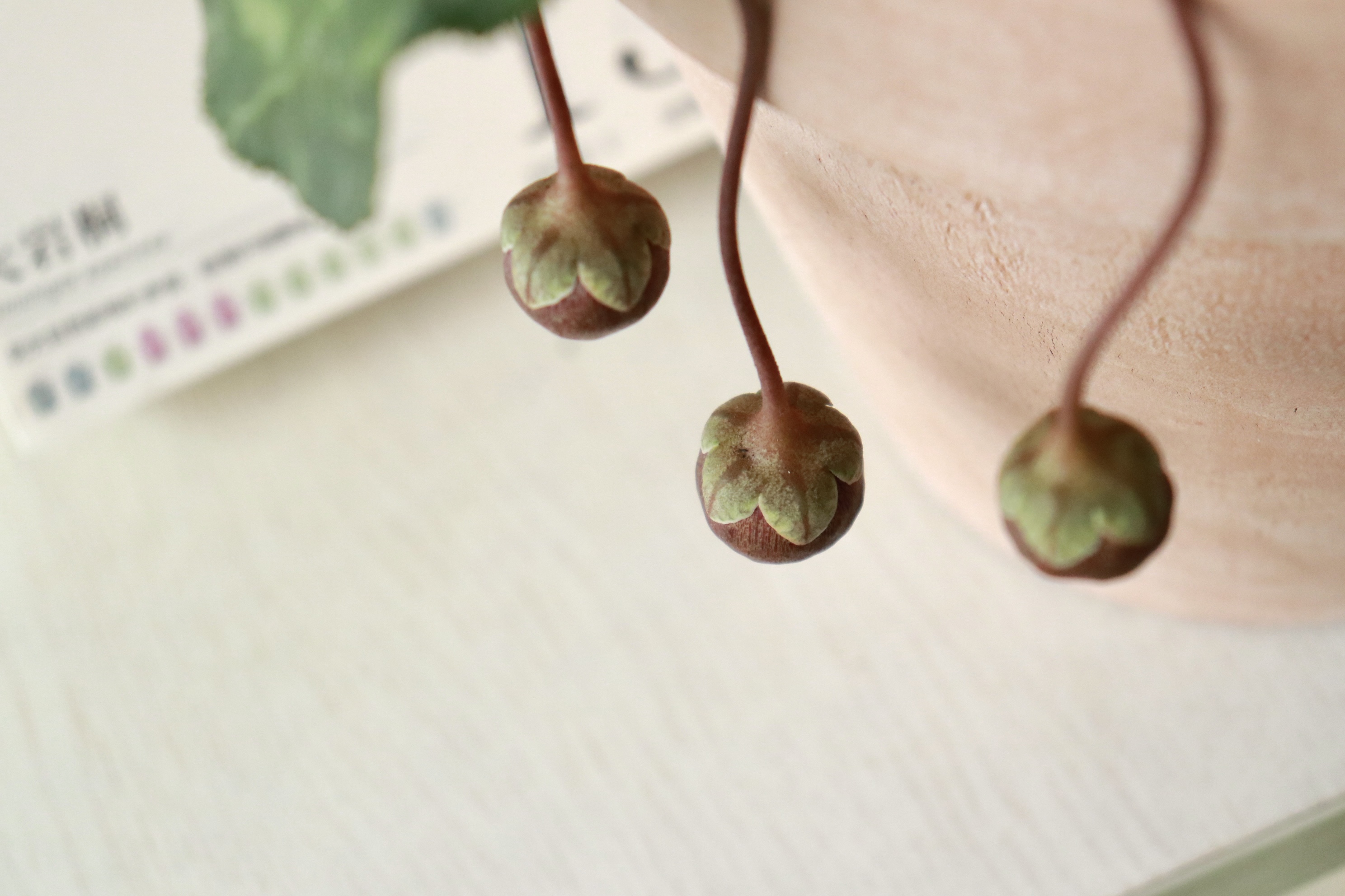 騙倒99%的人的神秘種子，竟然來自于人手一盆的它！