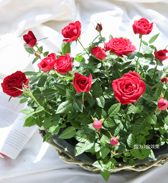 9.9元就能實(shí)現(xiàn)的玫瑰自由，究竟有多快樂！