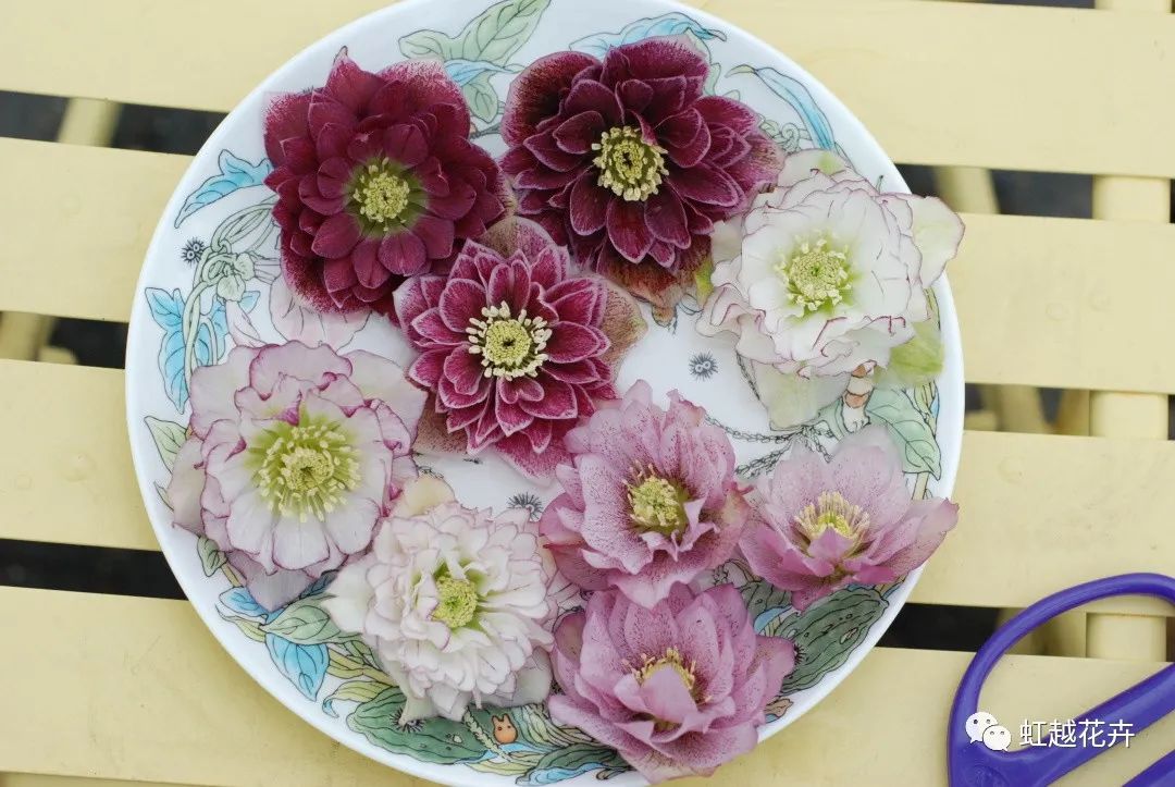 除了名字簡直完美的鐵筷子，人間仙女花就是她吧！