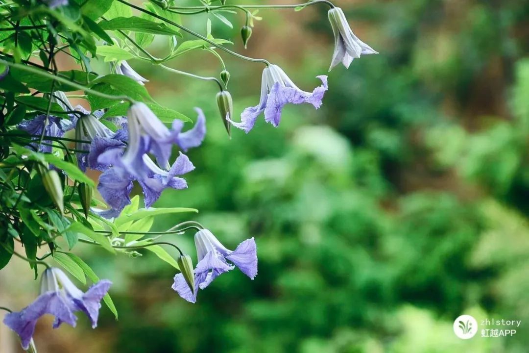 越熱越爆花的絕世小可愛！這款鐵線蓮真的很上頭