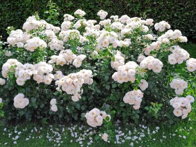 2022深圳花展，這些新優(yōu)品種都獲獎啦！