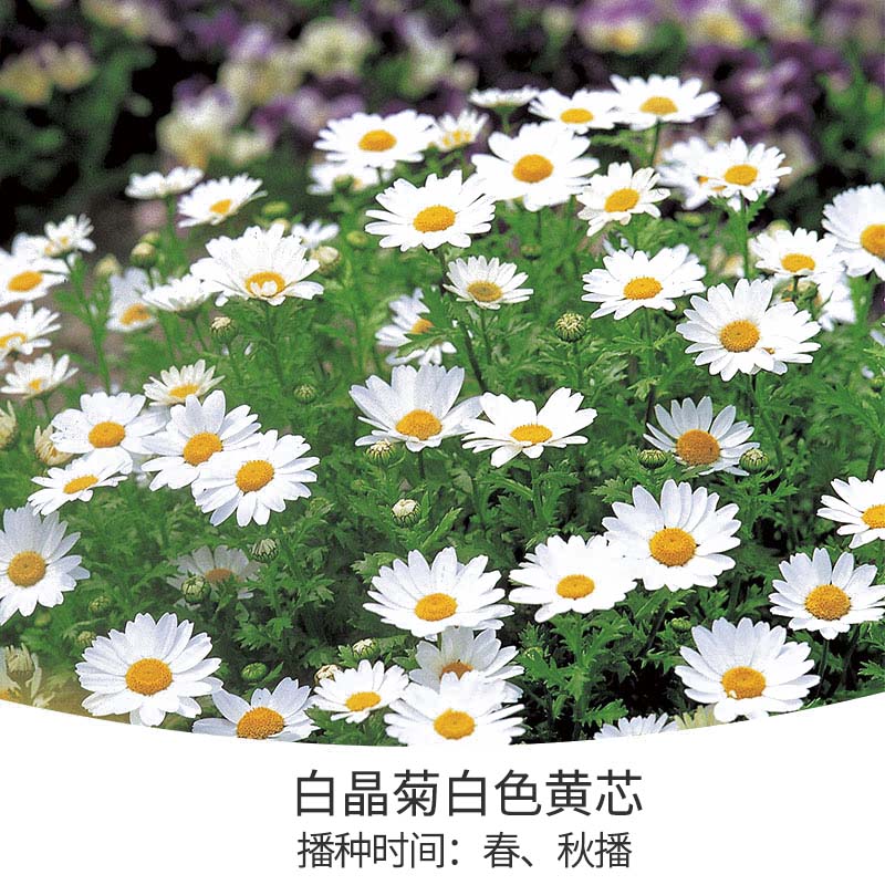 花開堆成雪，不可錯失的春日小晴朗上線啦！