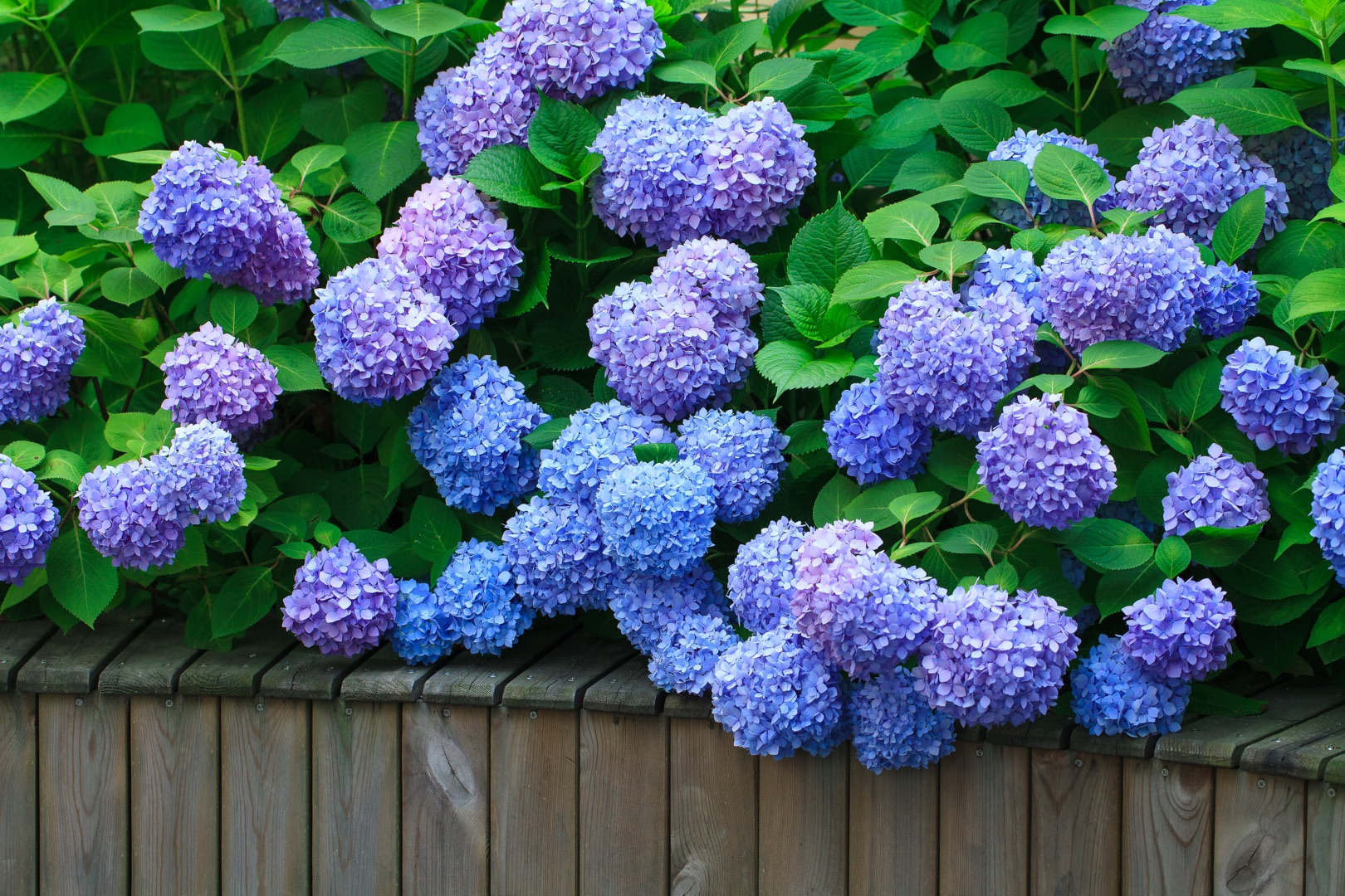 從400元1盆到4元1斤，無盡夏真的跌下神壇了么？