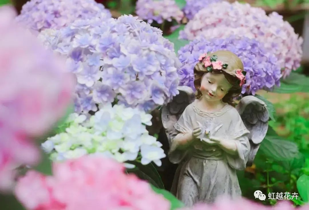 重瓣中的戰(zhàn)斗機(jī)，花手鞠竟能如此夢(mèng)幻（附繡球花后養(yǎng)護(hù)指南）
