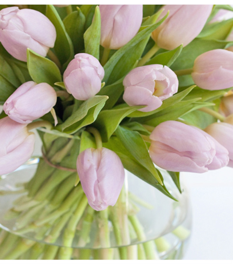 救命！我的郁金香究竟怎么了？