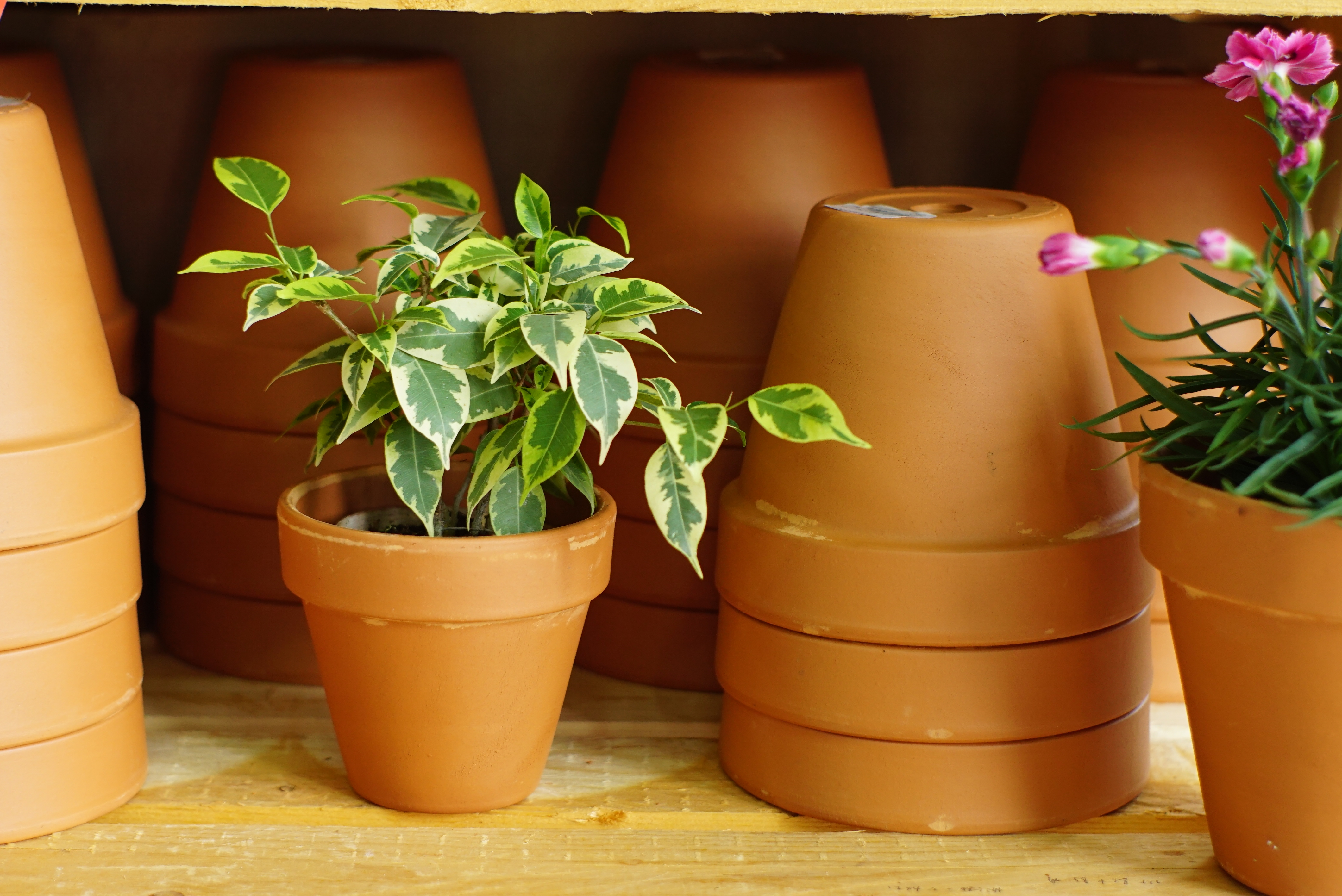 搭對(duì)了盆子的綠植盆花，突破顏值上限！