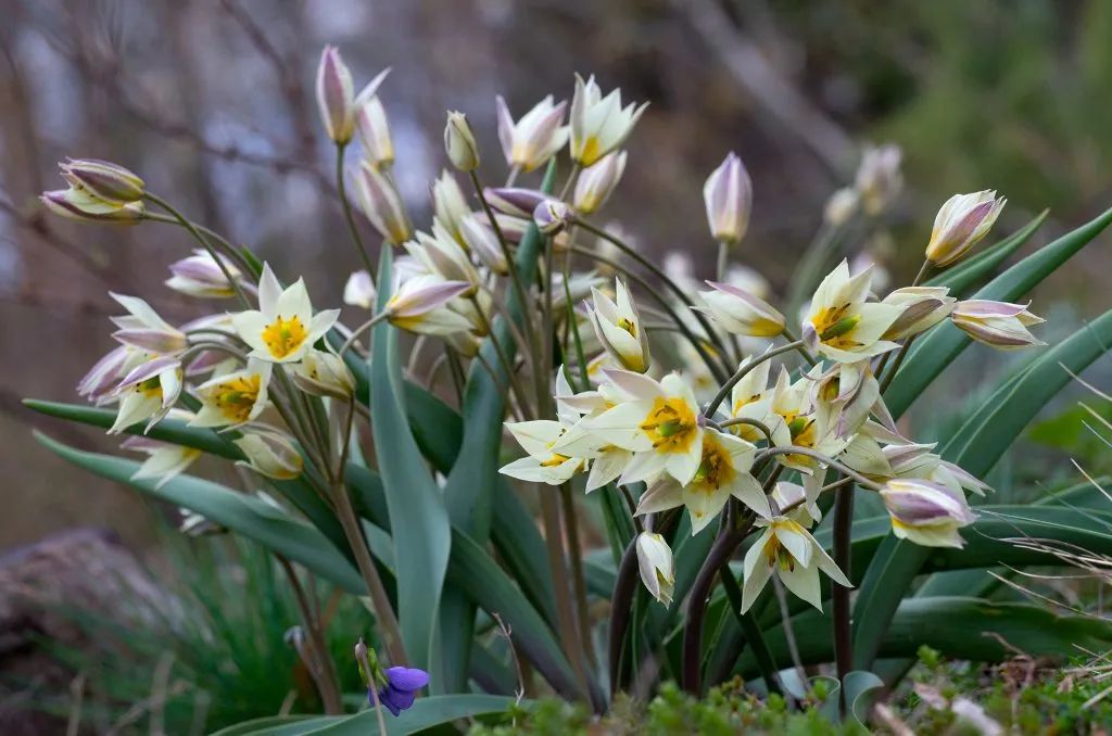 ‘平平無奇’小野花，憑什么被稱為中國郁金香？