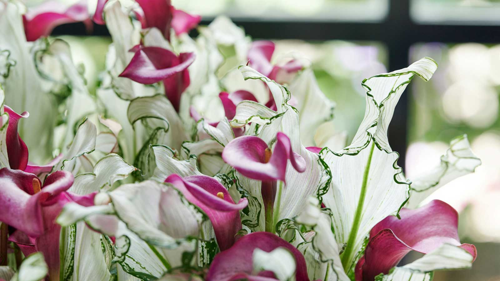 葉比花美，仙到?jīng)]朋友的‘冰雪女王’驚艷上線！