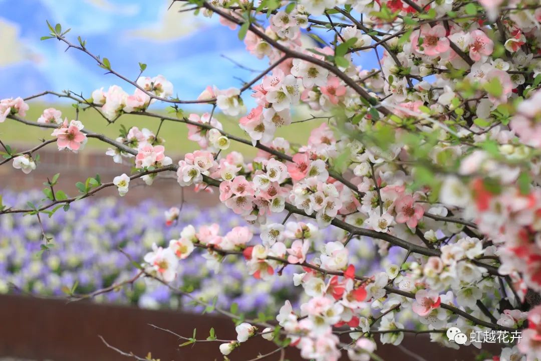 不出意外，又到虹越最美的時(shí)候了！