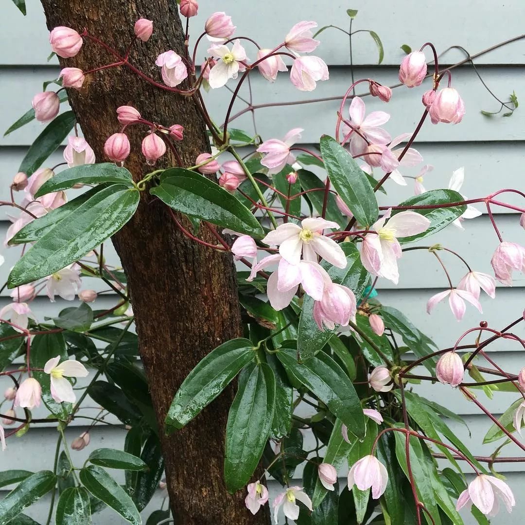 打造一面超級(jí)爆花的夢幻花墻！