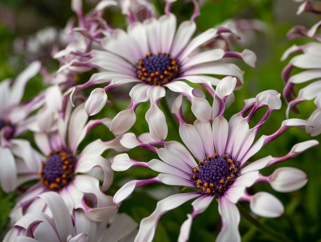 奇特小眾，宛如‘天外來客’的藍(lán)目菊，究竟有多可愛？