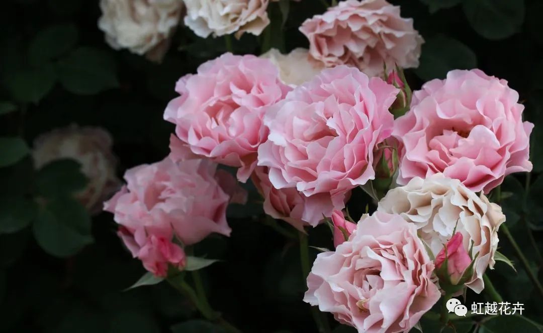 14個(gè)絕美品種！這家世界級(jí)月季終于上新了！