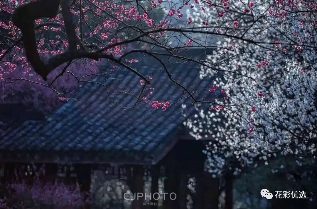 這幾種花都分不清楚，春天都不好意思出門了！