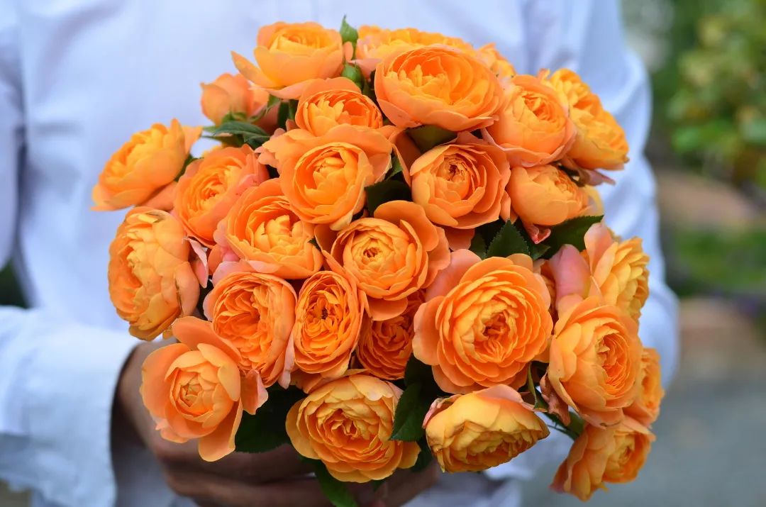 輕松爆花10個(gè)月，她是陽臺(tái)花園里永遠(yuǎn)的神！