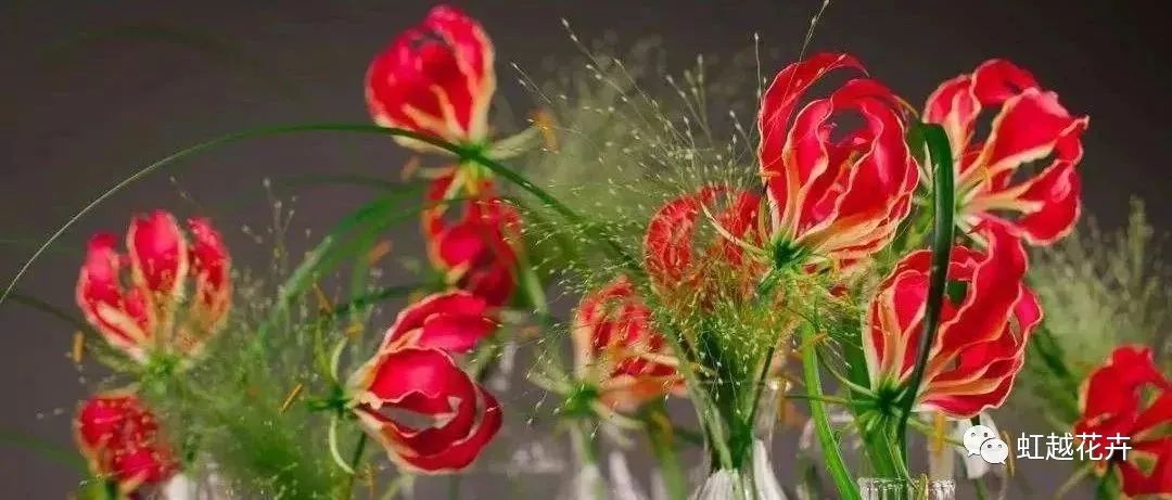 自帶‘焰火’特效的嘉蘭百合，年年燃爆你的夏日花園