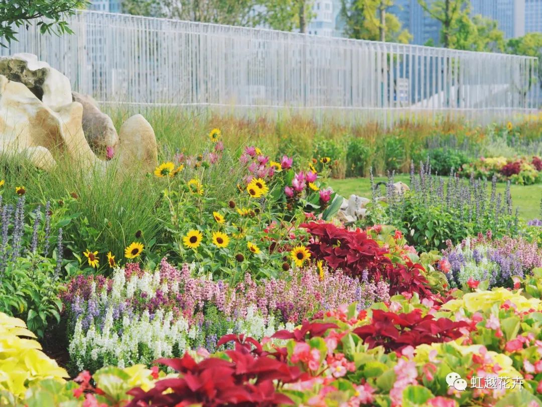 70000+㎡低維護(hù)油畫風(fēng)花境！虹越的亞運(yùn)景觀改造究竟有多絕？