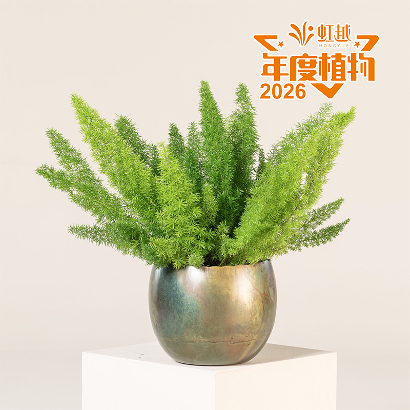 虹越?狐尾天門冬‘梅爾’