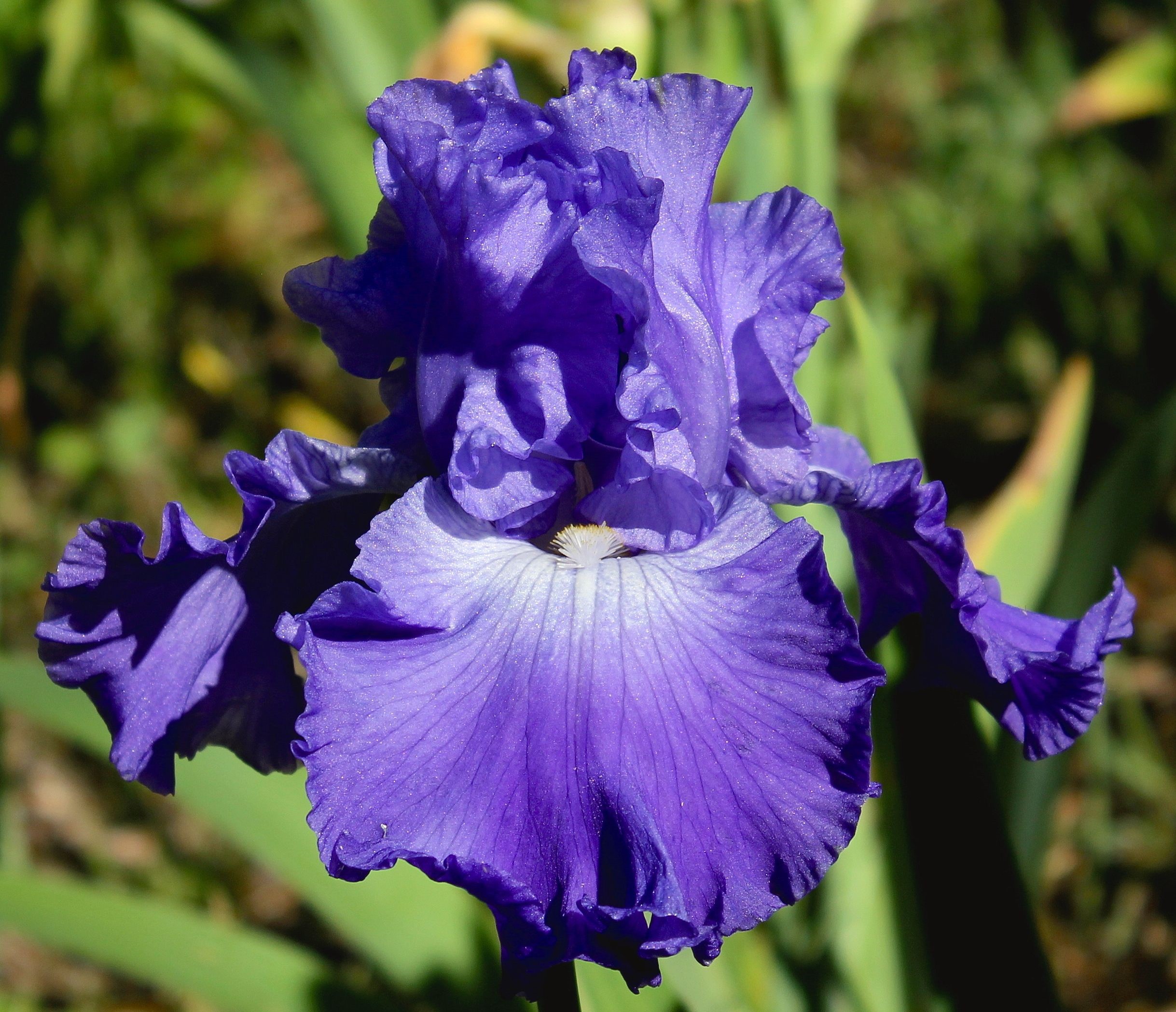 1622425839241680.jpg 32鳶尾藍(lán)調(diào).jpg